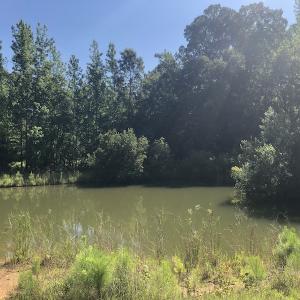 Photo #17 of SOLD property in 3422 SC 41, Mullins, SC 111.0 acres