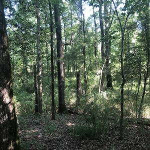 Photo #18 of SOLD property in 3422 SC 41, Mullins, SC 111.0 acres