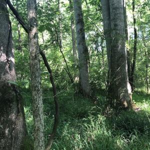 Photo #19 of SOLD property in 3422 SC 41, Mullins, SC 111.0 acres