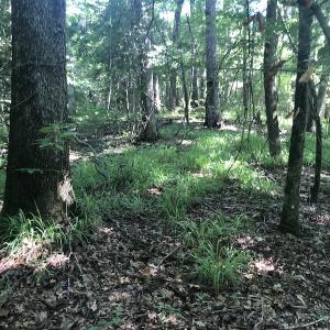 Photo #20 of SOLD property in 3422 SC 41, Mullins, SC 111.0 acres