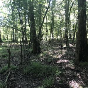 Photo #21 of SOLD property in 3422 SC 41, Mullins, SC 111.0 acres