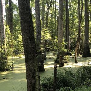 Photo #22 of SOLD property in 3422 SC 41, Mullins, SC 111.0 acres