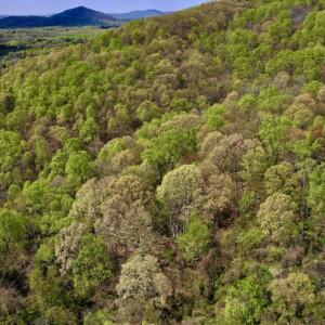 Photo #4 of 1276 Mountain Trail Rd, Thaxton, VA 35.6 acres