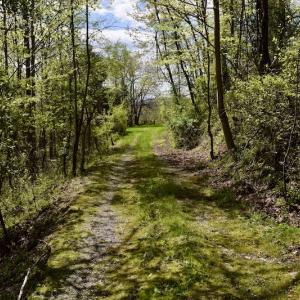 Photo #21 of 1276 Mountain Trail Rd, Thaxton, VA 35.6 acres