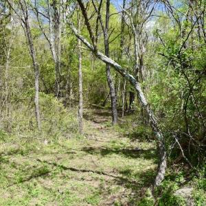 Photo #25 of 1276 Mountain Trail Rd, Thaxton, VA 35.6 acres
