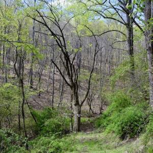 Photo #30 of 1276 Mountain Trail Rd, Thaxton, VA 35.6 acres