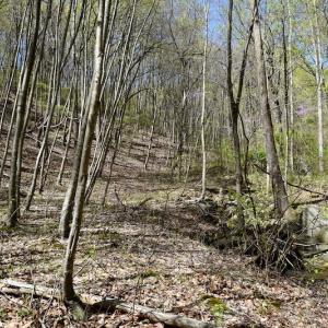Photo #33 of 1276 Mountain Trail Rd, Thaxton, VA 35.6 acres