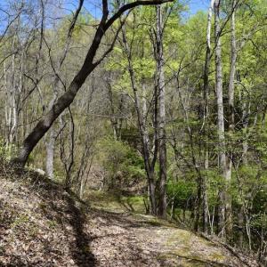 Photo #34 of 1276 Mountain Trail Rd, Thaxton, VA 35.6 acres