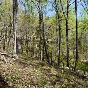 Photo #35 of 1276 Mountain Trail Rd, Thaxton, VA 35.6 acres