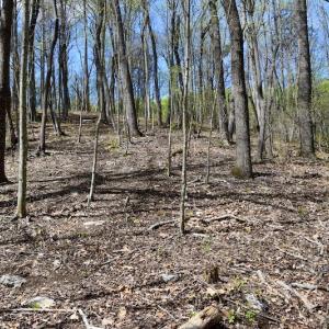 Photo #36 of 1276 Mountain Trail Rd, Thaxton, VA 35.6 acres