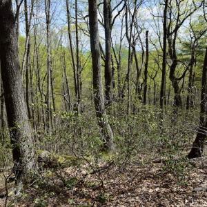 Photo #38 of 1276 Mountain Trail Rd, Thaxton, VA 35.6 acres