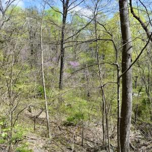 Photo #39 of 1276 Mountain Trail Rd, Thaxton, VA 35.6 acres