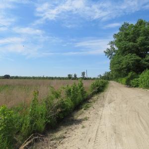 Photo #3 of SOLD property in Boyd Road, Fairmont, NC 14.4 acres