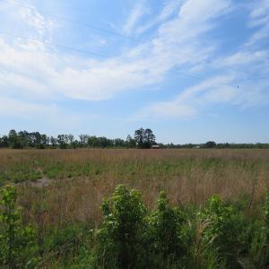 Photo #4 of SOLD property in Boyd Road, Fairmont, NC 14.4 acres