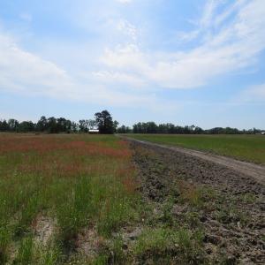 Photo #5 of SOLD property in Boyd Road, Fairmont, NC 14.4 acres