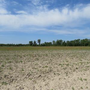 Photo #11 of SOLD property in Boyd Road, Fairmont, NC 3.4 acres