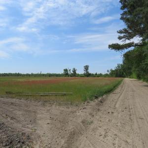 Photo #12 of SOLD property in Boyd Road, Fairmont, NC 3.4 acres