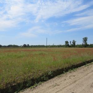 Photo #13 of SOLD property in Boyd Road, Fairmont, NC 3.4 acres
