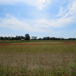 Photo #5 of SOLD property in Boyd Road, Fairmont, NC 3.4 acres