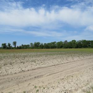 Photo #8 of SOLD property in Boyd Road, Fairmont, NC 3.4 acres