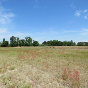 Photo #9 of SOLD property in Boyd Road, Fairmont, NC 3.4 acres