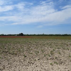 Photo #10 of SOLD property in Boyd Road, Fairmont, NC 3.4 acres