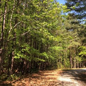 Photo #14 of SOLD property in off Country Lane, Gasburg, VA 7.0 acres