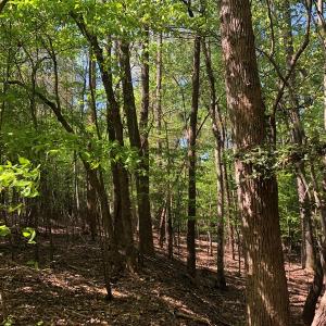 Photo #18 of SOLD property in off Country Lane, Gasburg, VA 7.0 acres