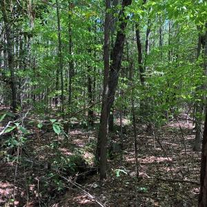 Photo #19 of SOLD property in off Country Lane, Gasburg, VA 7.0 acres