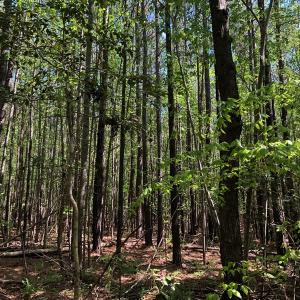 Photo #20 of SOLD property in off Country Lane, Gasburg, VA 7.0 acres