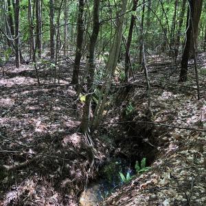 Photo #21 of SOLD property in off Country Lane, Gasburg, VA 7.0 acres