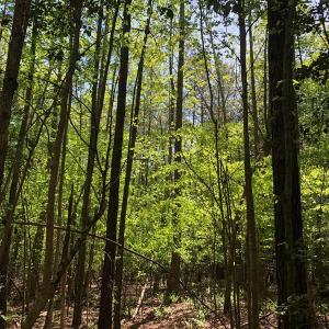 Photo #23 of SOLD property in off Country Lane, Gasburg, VA 7.0 acres