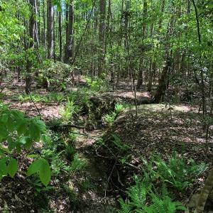 Photo #24 of SOLD property in off Country Lane, Gasburg, VA 7.0 acres