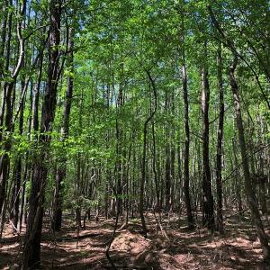 Photo #25 of SOLD property in off Country Lane, Gasburg, VA 7.0 acres