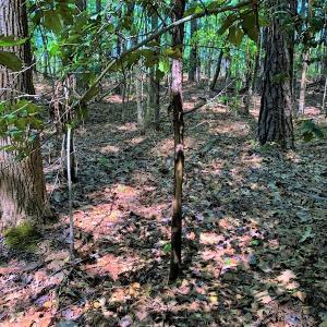 Photo #26 of SOLD property in off Country Lane, Gasburg, VA 7.0 acres