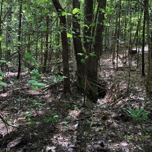 Photo #27 of SOLD property in off Country Lane, Gasburg, VA 7.0 acres
