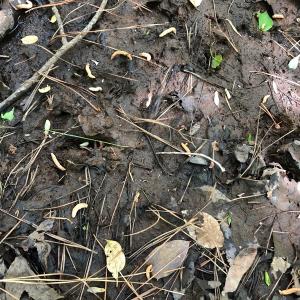 Photo #28 of SOLD property in off Country Lane, Gasburg, VA 7.0 acres