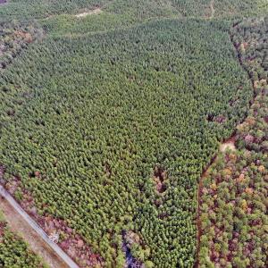 Photo #12 of SOLD property in off Oak Hill Rd and Rt. 40, Waverly, VA 234.0 acres