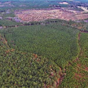 Photo #13 of SOLD property in off Oak Hill Rd and Rt. 40, Waverly, VA 234.0 acres