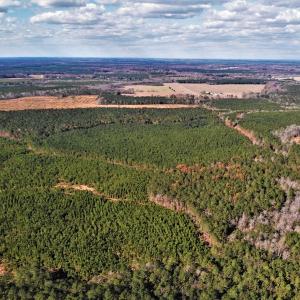 Photo #14 of SOLD property in off Oak Hill Rd and Rt. 40, Waverly, VA 234.0 acres