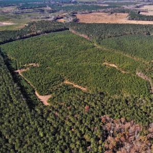 Photo #16 of SOLD property in off Oak Hill Rd and Rt. 40, Waverly, VA 234.0 acres