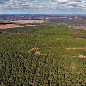 Photo #17 of SOLD property in off Oak Hill Rd and Rt. 40, Waverly, VA 234.0 acres