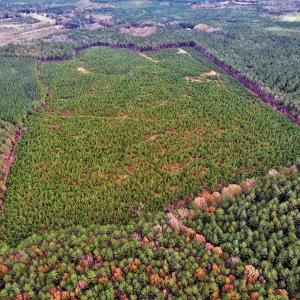 Photo #18 of SOLD property in off Oak Hill Rd and Rt. 40, Waverly, VA 234.0 acres