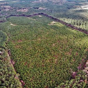 Photo #19 of SOLD property in off Oak Hill Rd and Rt. 40, Waverly, VA 234.0 acres