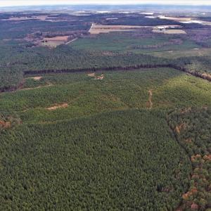 Photo #20 of SOLD property in off Oak Hill Rd and Rt. 40, Waverly, VA 234.0 acres