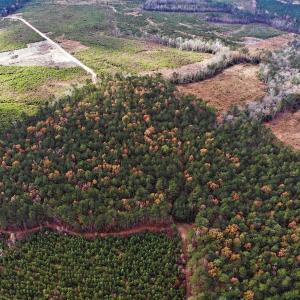 Photo #22 of SOLD property in off Oak Hill Rd and Rt. 40, Waverly, VA 234.0 acres