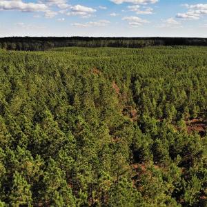 Photo #24 of SOLD property in off Oak Hill Rd and Rt. 40, Waverly, VA 234.0 acres