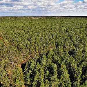 Photo #25 of SOLD property in off Oak Hill Rd and Rt. 40, Waverly, VA 234.0 acres