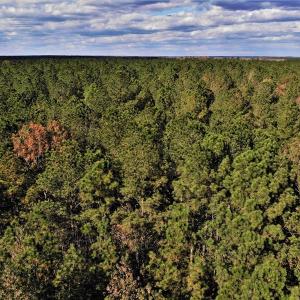 Photo #26 of SOLD property in off Oak Hill Rd and Rt. 40, Waverly, VA 234.0 acres