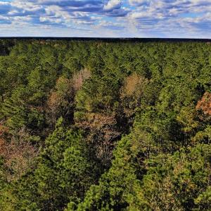 Photo #27 of SOLD property in off Oak Hill Rd and Rt. 40, Waverly, VA 234.0 acres